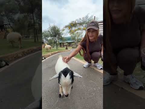 Before ASMR start, all i heard is BEHHHH🐑🐏 #asmr #sheep