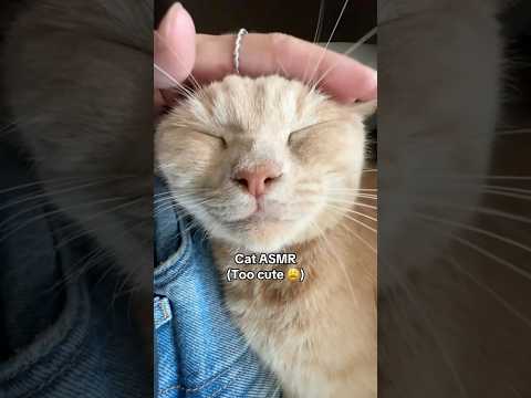 More cat ASMR! Too cute 😩 #catasmr #cat #asmr #relax #tingles #asmrvideos