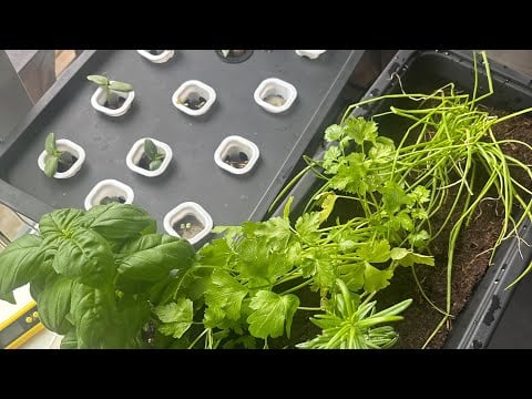 ASMR Greenhouse Plant Care in the Rain | Relaxing Sounds