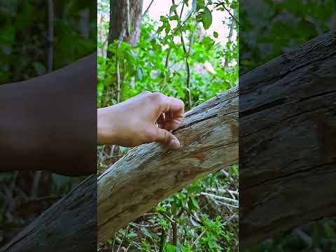 #asmr #asmrsounds #asmrvideo