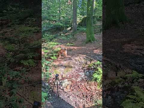 🎥 Daisy Destroyed My Perfect Nature Shot! 😂🐶🌲