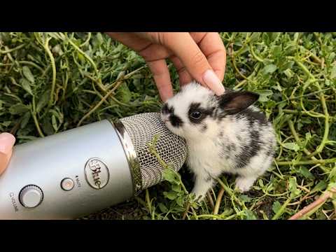 The rabbit makes ASMR for the first time in 1 minute