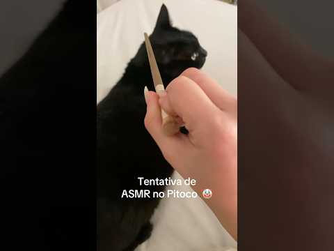 ASMR no Pitoco #asmr #gato #cat #catvideos