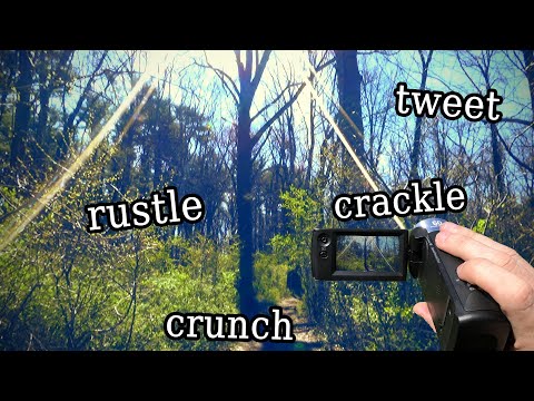 Nature & Camcorder Sounds (No Speaking)