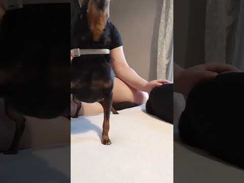 ASMR with my Dog #shorts