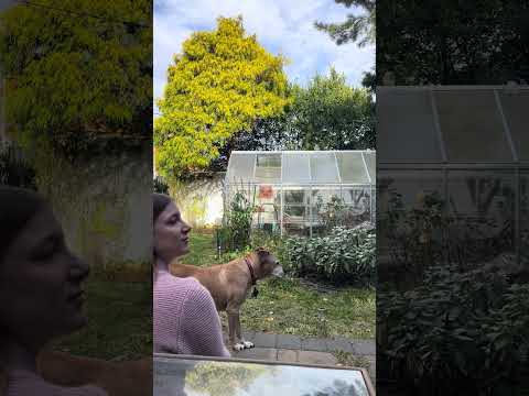 will you sit with my dog & i  #asmr #lofiasmr