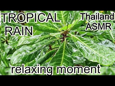 ASMR Tropical rain "Relaxing Moment" Thailand