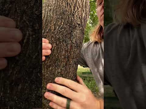 ASMR Giving A Tree A Massage #asmr