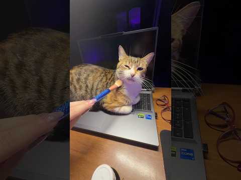 Cat asmr #asmr #türkçeasmr #cat #kedi