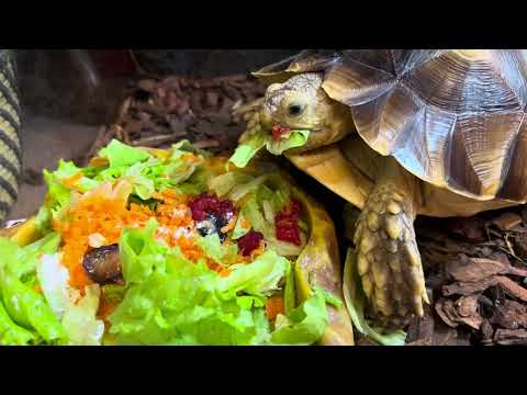 ASMR| My turtle is having breakfast| Черепашка Шишка завтракает🐢