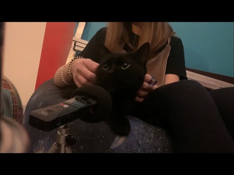 ASMR Petting a Black Purring Cat