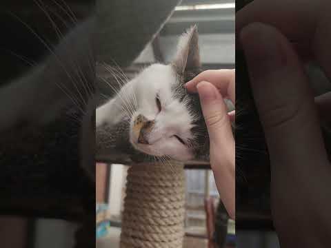 reached the maximum number of pats I guess 😅 #cat #cats #cute #asmr #fyp #asmrsounds #relaxing #pet