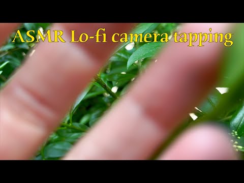 ASMR 🌙 Camera tapping with foliage - Lo-fi with birds chirping and gentle breeze (no talking)
