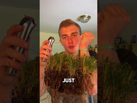 Asmr giving my rock a haircut