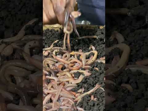 Fish Bait #asmr #fishing #fish #fishbait #bait #worms #fyp #viral