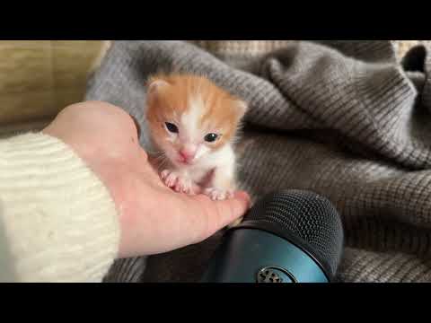Kitty Asmr for first Time !