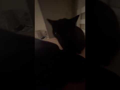 Kitty #youtubeshorts
