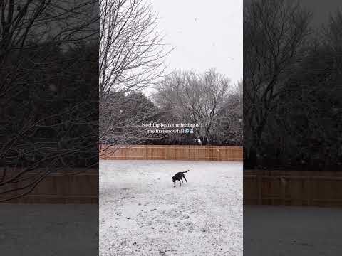 The best time of year! #dogsofyoutube #winter #snowfall #christmas