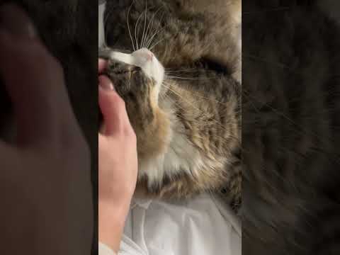 Special🐱ASMR camera tapping