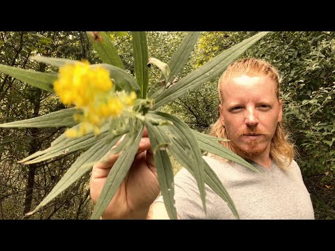 ASMR Stipple Stipple Dot Dot