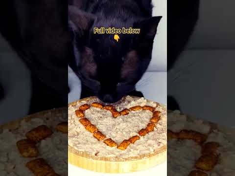 Cat ASMR 🖤