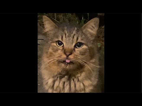 🔴ASMR for people that like cats 🐱 (read description) - Percy Edition