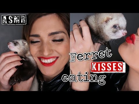 FAST ASMR | MY FERRET WILLY | KISSES |💋 MI MASCOTA ES UN HURÓN