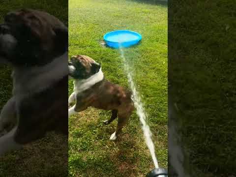 ASMR Bulldog Water Fun #bulldog #englishbulldog #watersounds