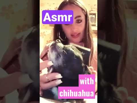 Just doing a funny ASMR with my Chihuahua #shorts #asmr #chihuahua #dog #asmrsounds #cutedog