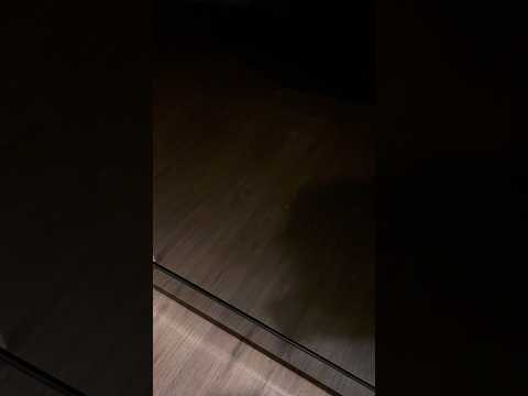 ASMR Dishwasher Sound | No Talking #ASMR #Shorts