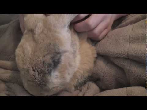 Whisper Reading: The Velveteen Rabbit