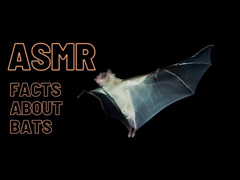 Up close whispered facts about Bats ASMR (female)