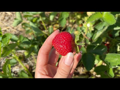 ASMR strawberry picking