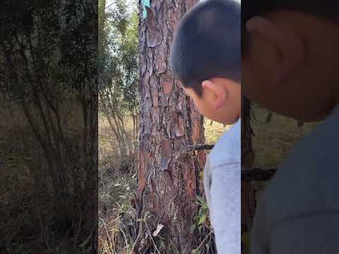 Afternoon walk #asmr #woods #foryou