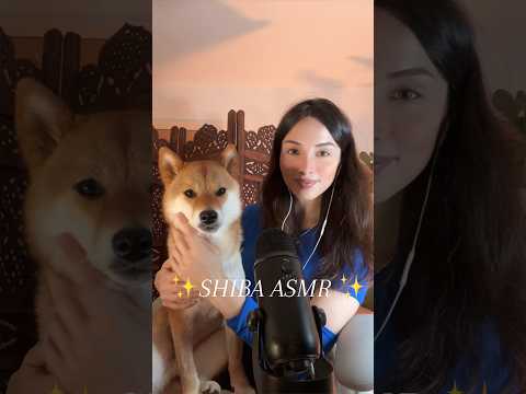 ✨ Shiba ASMR ✨ #asmr #relax #blinkx #tingles #shiba