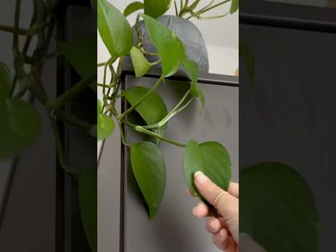 Tracing around my Living Room 🌱 #asmr #triggers #tingly #lofiasmr #roomtour #tracing #tingles
