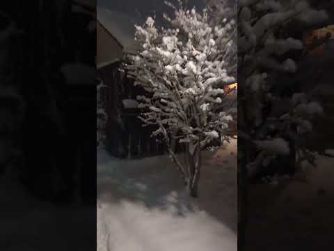 Walking In Danish Winter Snow #shorts #asmr
