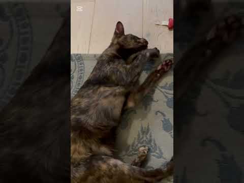CAT ASMR #asmr #cat
