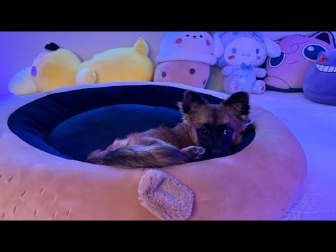 ASMR | Fall asleep with my Puppy 😴🐶 (scratching sounds, white noise…)