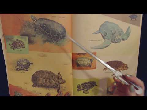 ASMR Soft Spoken ~ Reading About Reptiles & Amphibians