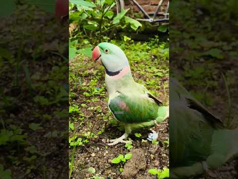 Lovely Parrot 🦜😍 in our garden 🏡 #shorts #parrot #mithu #birds #cute