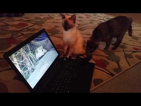 SouthernASMR Sounds Quick Video ~ Punkin & the Birds