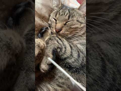 Making my boy cat very sleepy/ ASMR