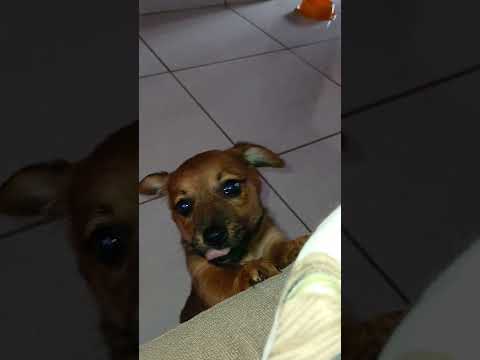 chorinho de neném