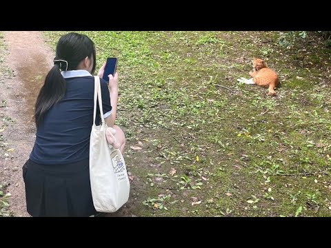 【ASMR】韓国旅行vlog［明洞］(囁き)