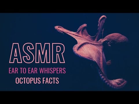 Octopus Facts ASMR Binaural Whispers 🐙(FEMALE)