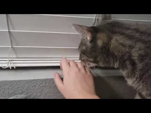 Soft ASMR With Curtains And Blinds ~ FC (ASMR)
