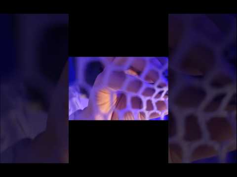 ASMR- Spiderweb helps you to sleep 😴 💤 #asmr #relax #mouthwhisper #asmrtriggers #sleepsounds