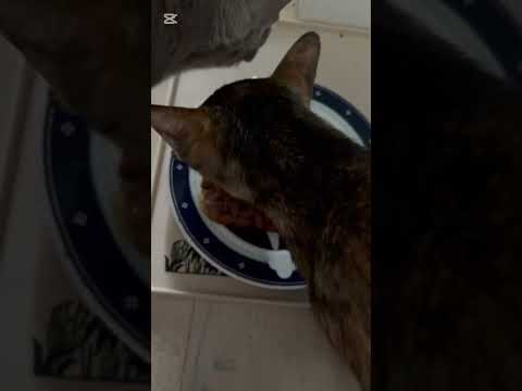 ASMR catssss #asmr #cat