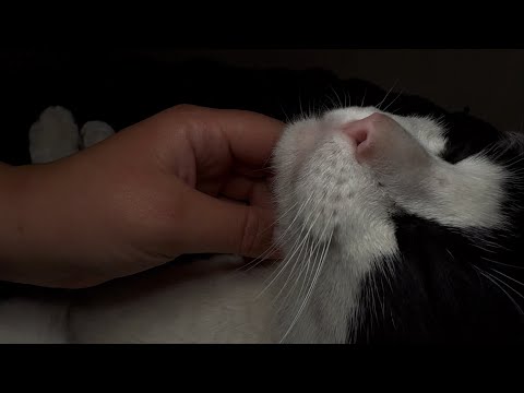 ASMR | Spoiling Norman with brushing, pets & purrs (no talking)